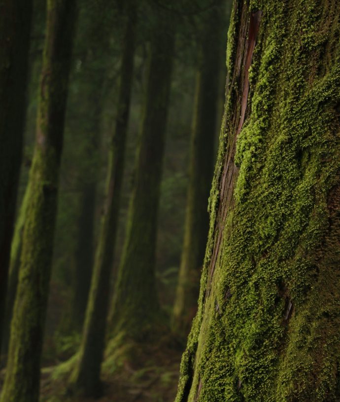 lora-ninova-U86FnrpRR0k-unsplash